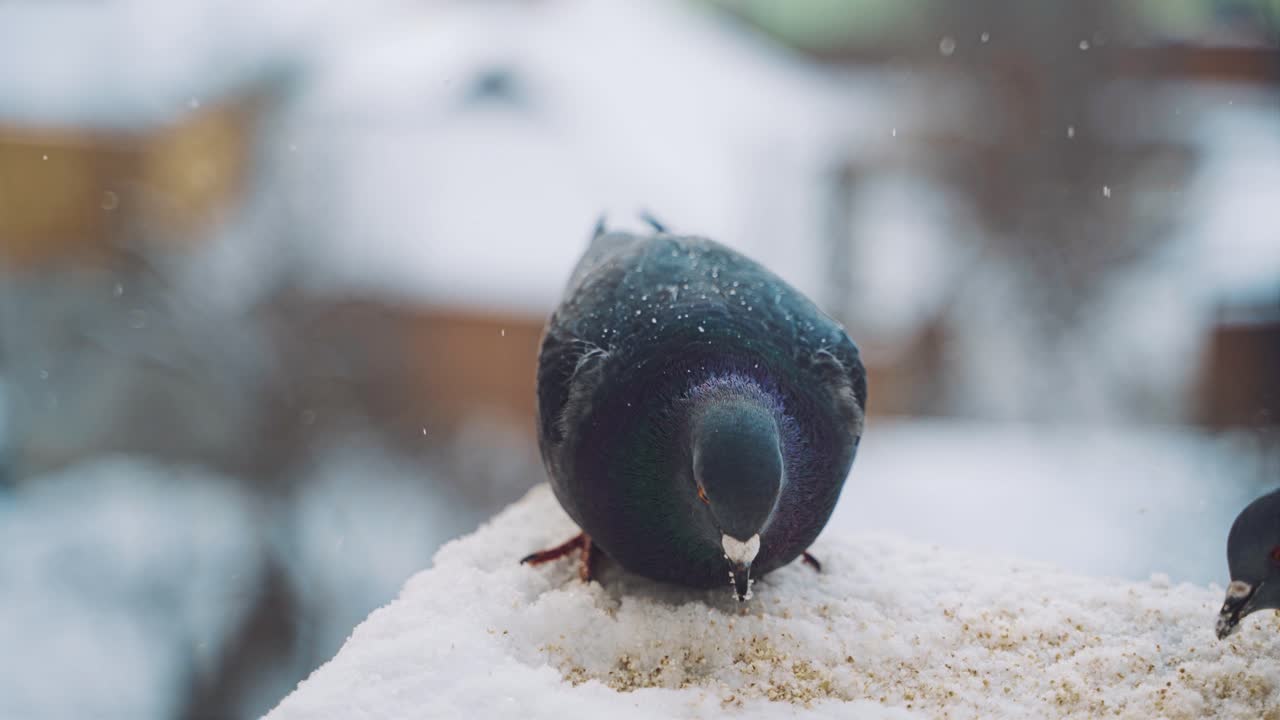 Winter dove furry close up. A pigeons in the winter sits in the snow against the backdrop of a street that is out of focus