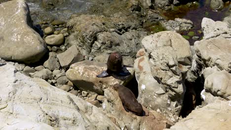 Pequeño-Grupo-De-Focas-Moviéndose-En-Una-Playa-Rocosa,-En-La-Colonia-Kaikoura---Nueva-Zelanda