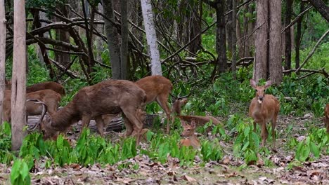 El-Ciervo-Del-Campo-Es-Una-Especie-En-Peligro-De-Extinción-Debido-A-La-Pérdida-De-Hábitat-Y-La-Caza