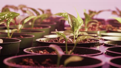 Tilt-up-shot-capturing-the-growing-tray-with-tiny-plants