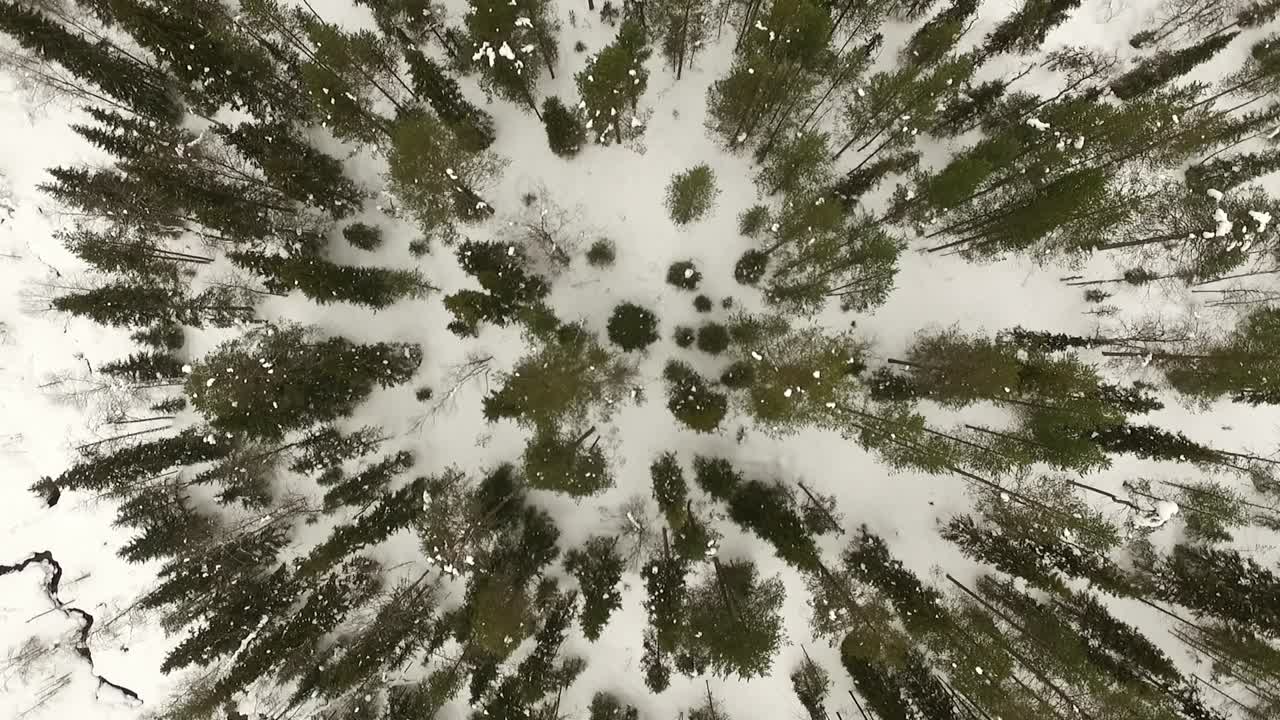 Veduta aerea della foresta invernale