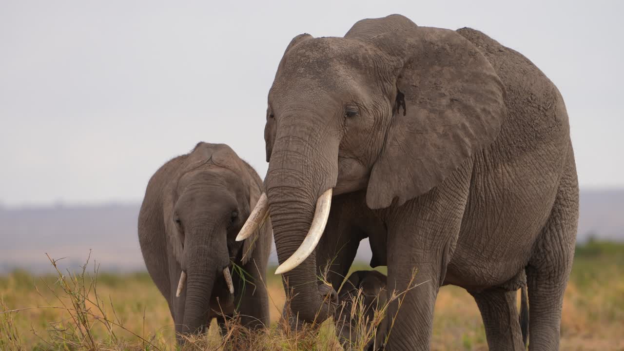 Manada de elefantes selvagens com crias jovens na natureza.