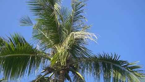 pan across a palm tree