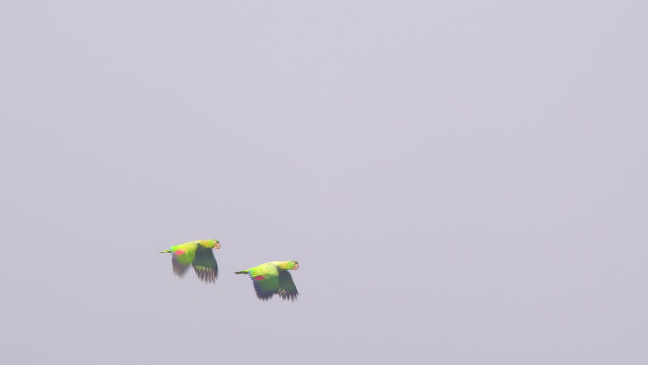 A pair of Mealy Parrots wings through the skies above the lush rainforest of Peru’s Amazon basin.
