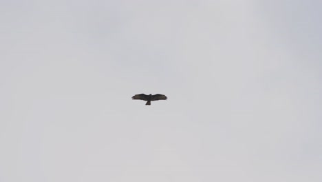 brown eagle flying high through the air