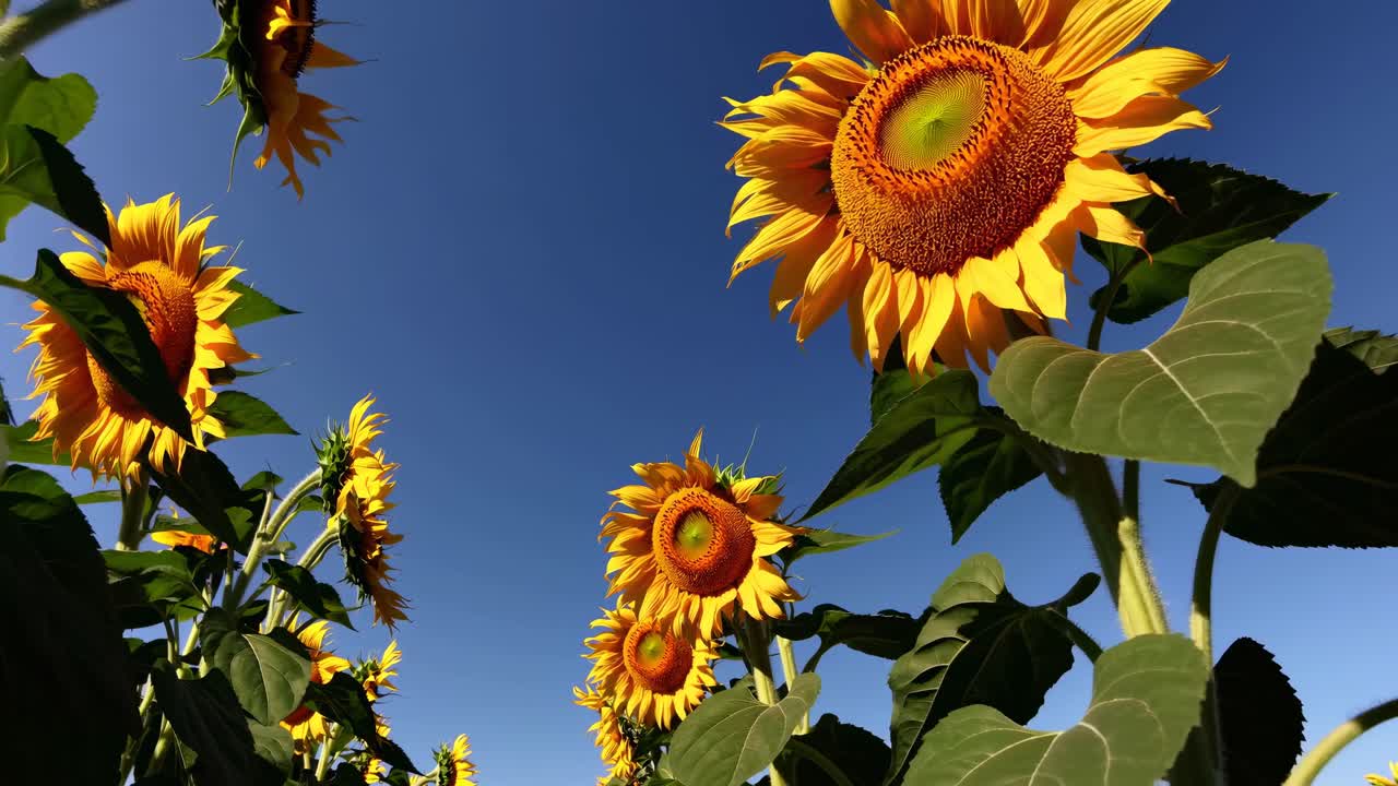 Vista en contrapicado de girasoles meciéndose en un campo bajo un cielo azul