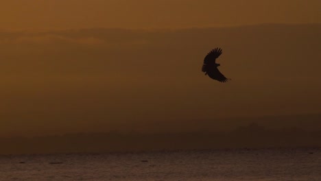 águila africana adulta tratando de cazar un pez en el lago naivasha, kenia