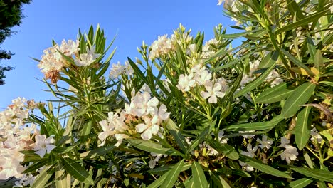 white nerium flowers in saint emilion, bordeaux, france