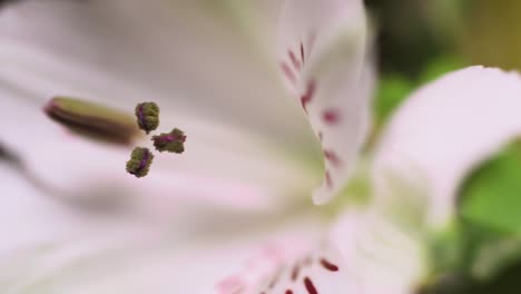 ユリの植物をゆっくりパンする