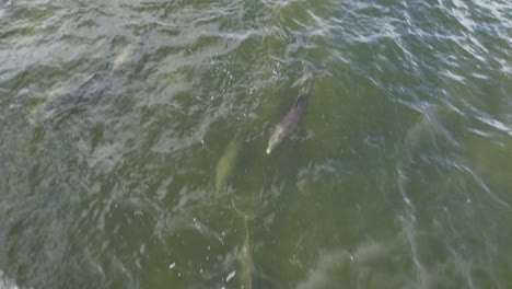 Bottlenose-dolphins-swimming-on-coast-of-Florida-in-Fort-Myers,-America