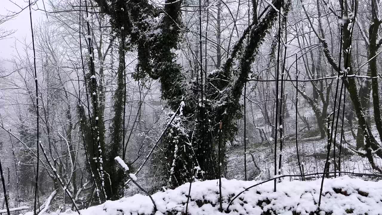 Driving in winter snow landscape of forest in Iran nature countryside village rural mountain Talesh highland cabin cold snowfall Hyrcanian lifestyle agriculture gravel snowflakes extreme Gilan Rasht