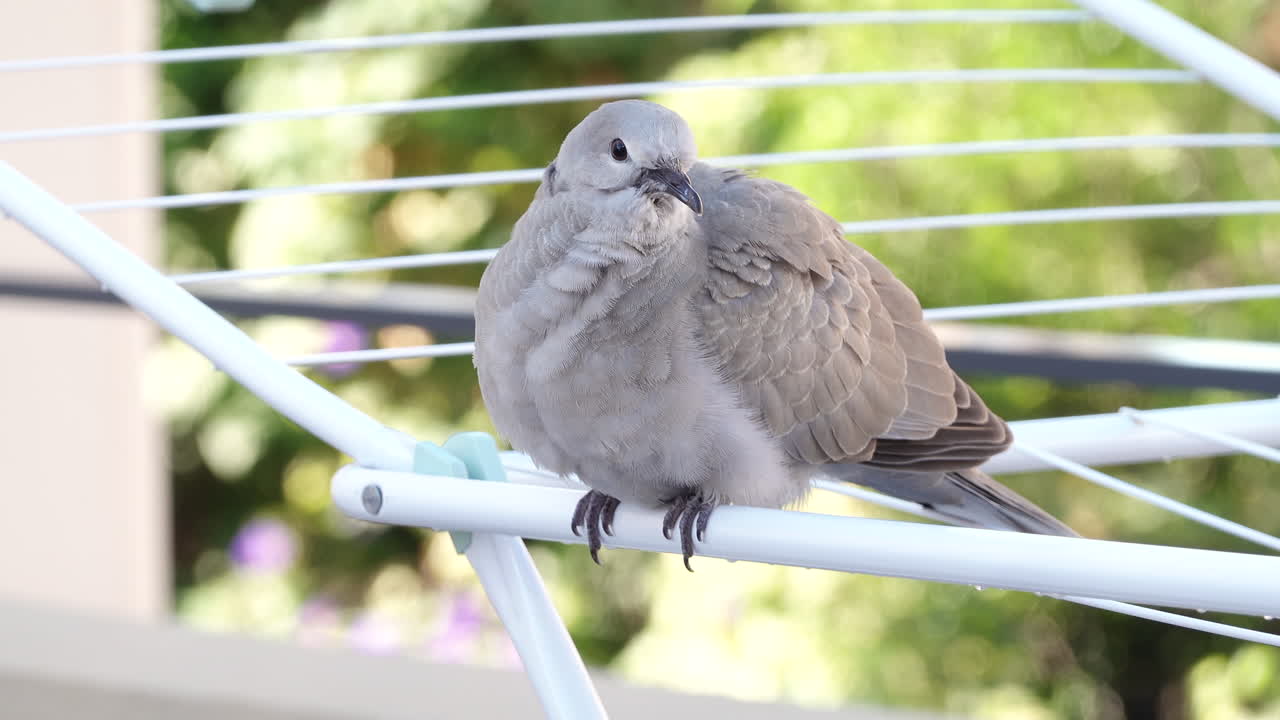 Close up of a dove sitting on a clothing drying rack outside