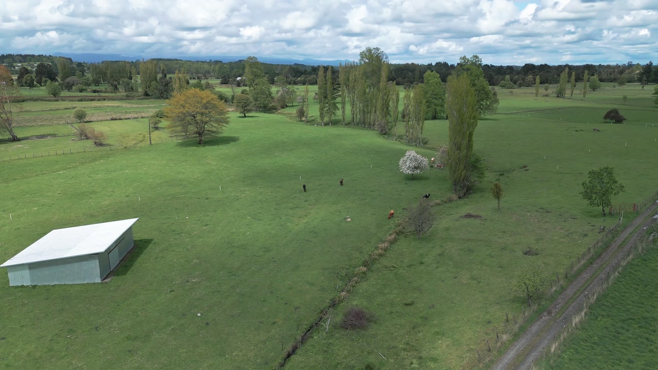 Orbital drone shot over a lush green rural property with scattered cattle blooming white tree poplar trees a farm shed and distant mountain range under cloudy sky