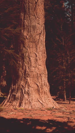 close up of a large tree trunk in a forest