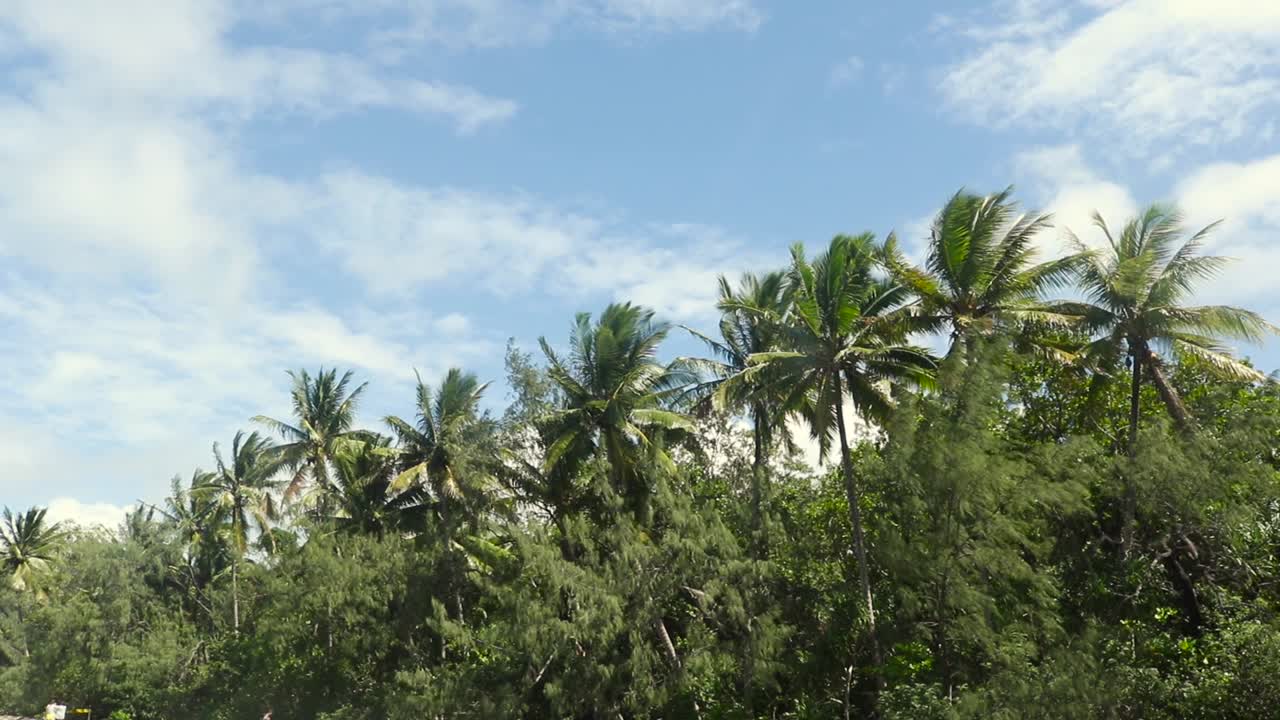 Palm Trees sticking out over a dense tropical forest on a beautiful sunny day