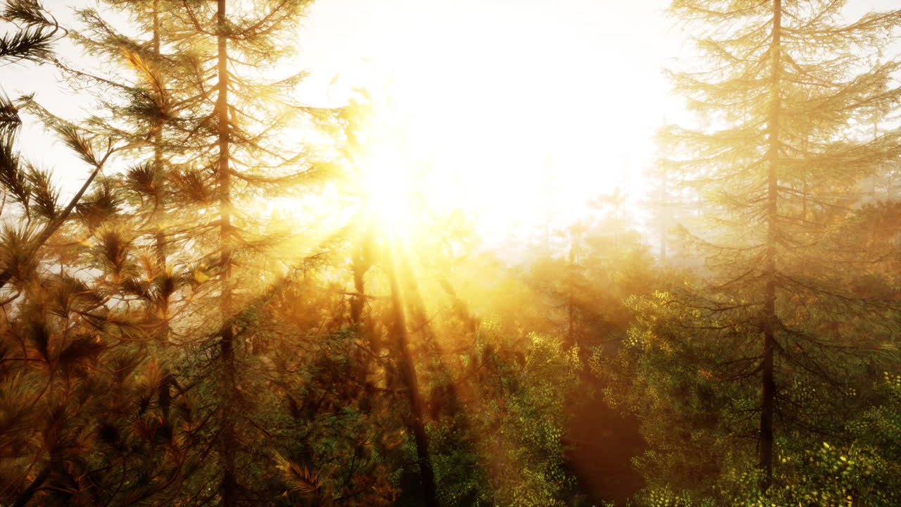 восход солнца в туманном лесу