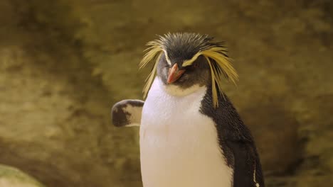 crested rockhopper penguin by pool appears to be hitchhiking with wing