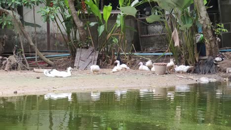 ducks by a pond