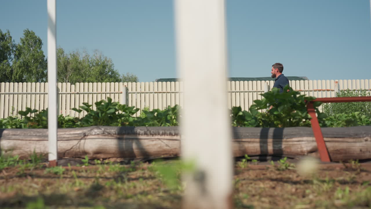 side view of farmer walking with wooden crate near green crop rows through white frame on sunny day pausing to survey plants and carry tools for field care