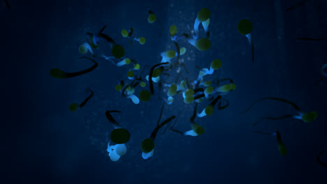 Underwater-wildlife.-Close-up-animation-of-a-group-of-many-blue,-translucent-worms-or-tadpoles-or-sperm-cells-spawning-from-one-spot-and-actively-crawling-forward.