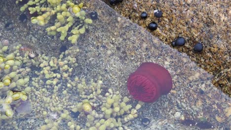 una anémona de mar rosada en una piscina de roca en tasmania, australia