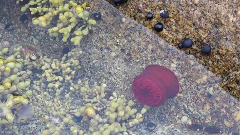 a pink sea anemone in a rock pool in tasmania, australia