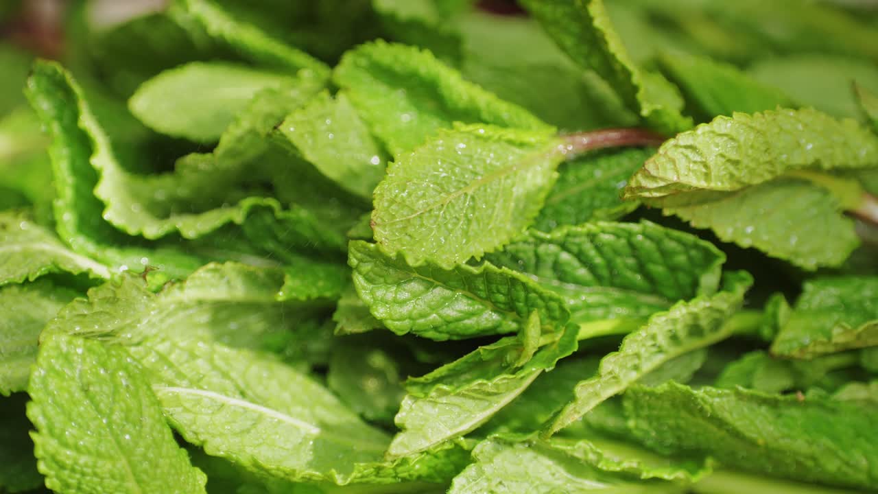 신선한 민트 잎과 물방울