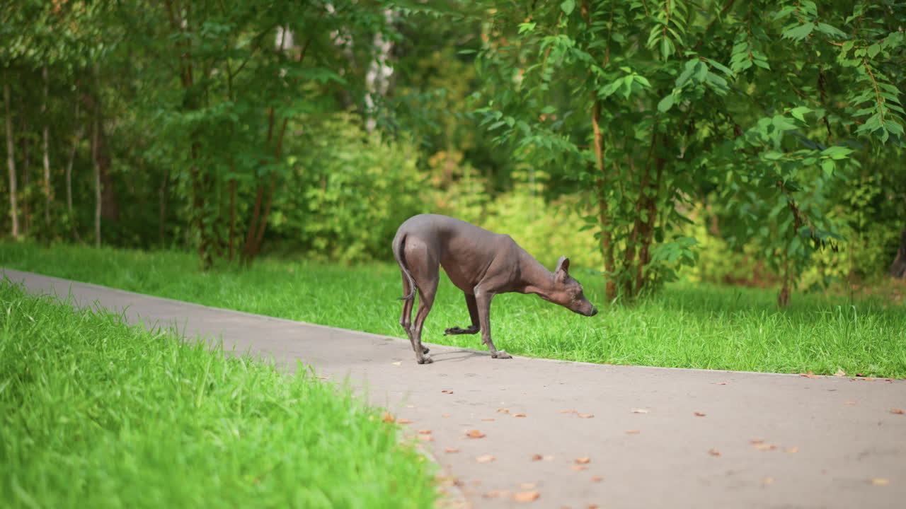 Cane che esplora il bordo di un sentiero erboso, cane solitario senza pelo che esplora il confine erboso vicino a un sentiero, cane solitario senza pelo che esplora attentamente la periferia erbosa di un sentiero pavimentato in un tranquillo parco