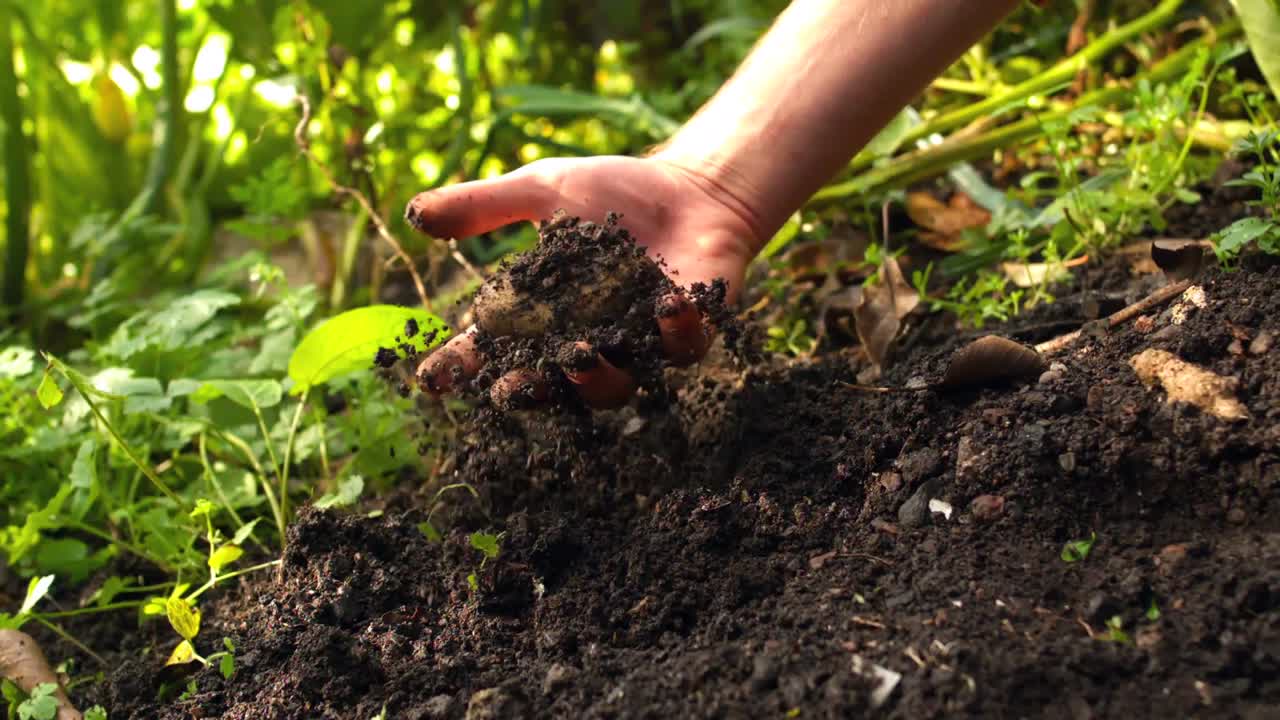 Mano che tira una patata dal terreno