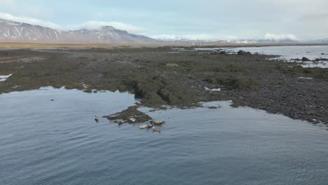 Parallax-around-colony-of-seals-resting,-astonishing-mountains-in-background