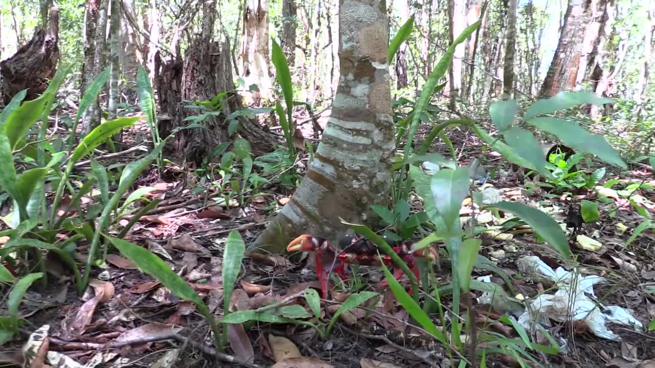 un colorido cangrejo de tierra posa bajo un árbol en un bosque