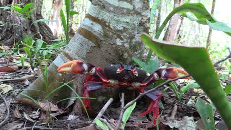 un colorido cangrejo de tierra posa bajo un árbol en un bosque