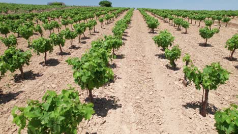 carretilla aérea por encima de la parcela de vivero de árboles áridos secos con árboles pequeños que crecen al mediodía