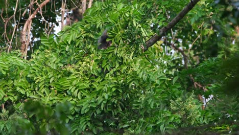 phayre's langur, trachypithecus phayrei, thailand