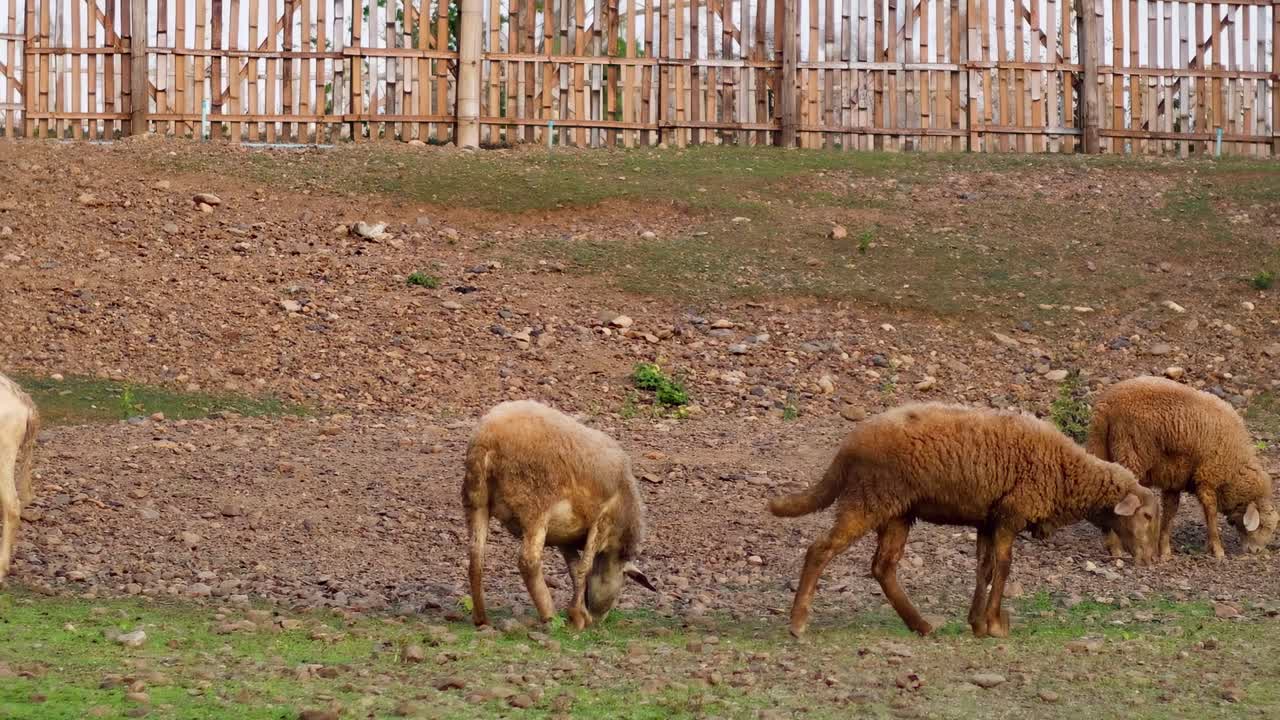 ovejas alimentando y caminando en un área cercada
