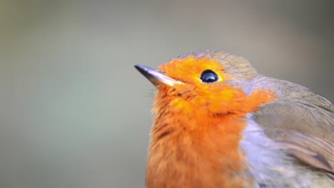 european robin or robin redbreast in a wild - zooming extreme close-up on head