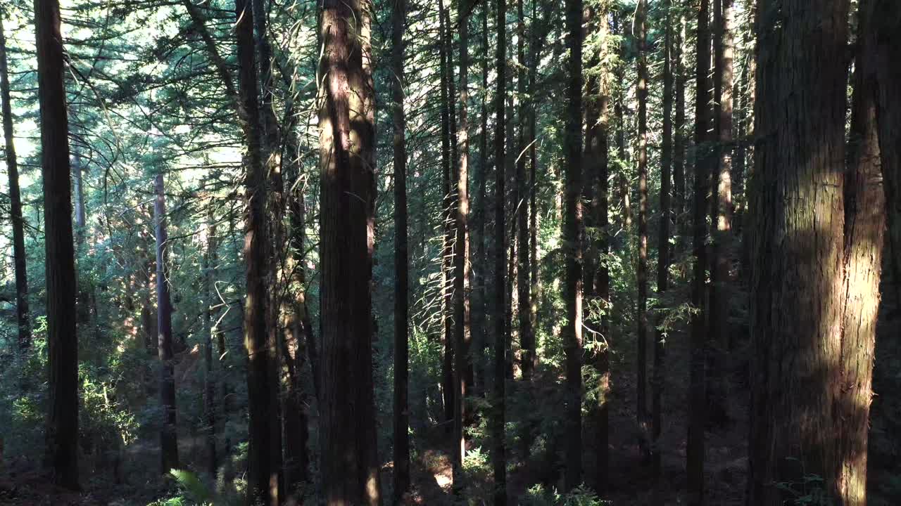 Discesa nella valle di una zona fittamente boscosa e di interesse nella foresta