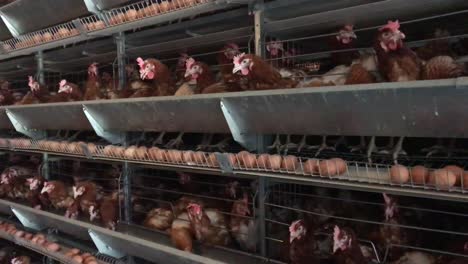 factory chicken egg production red chickens are seated in special cages linear perspective factory chicken egg production red chickens are seated in special cages linear perspective agribusiness company