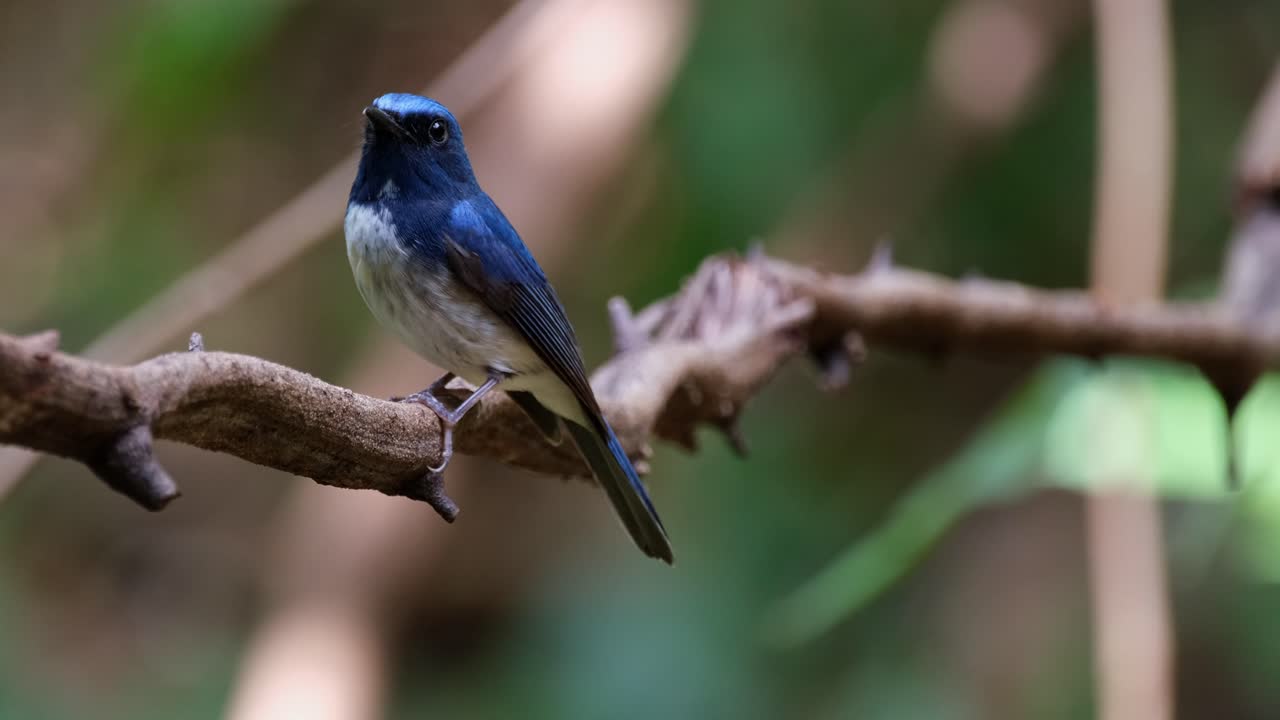 이 새가 이 포도나무 (hainan blue flycatcher cyornis hainanus) 에 앉아있는 동안 카메라가 회전하고 확대됩니다.