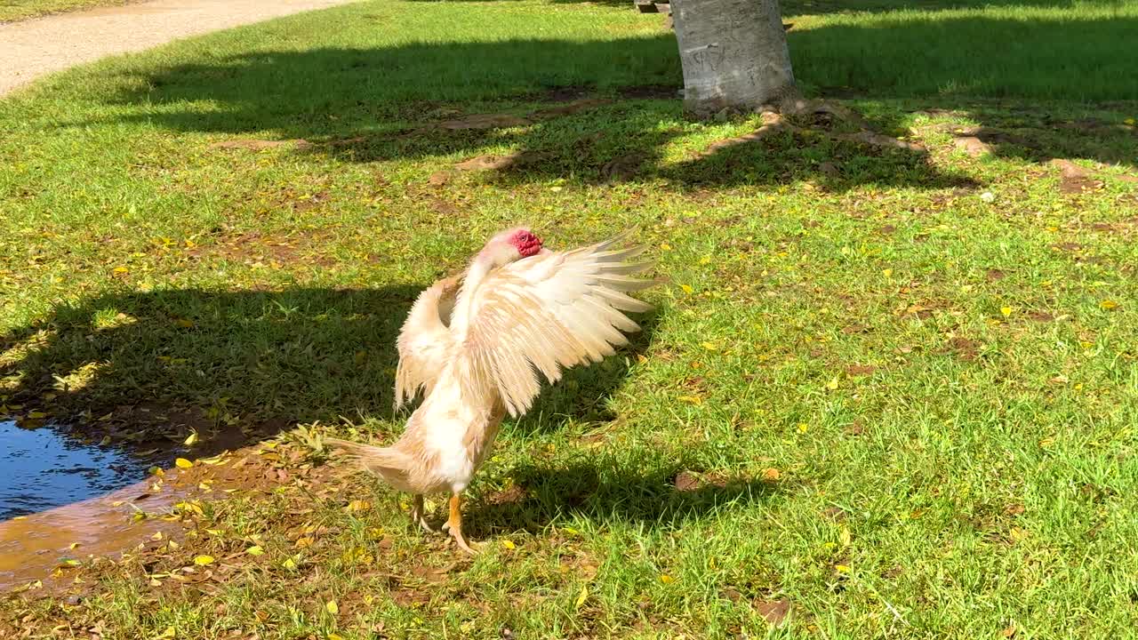 A duck flaps its wings energetically on a grassy field under bright sunlight, creating a lively and cheerful atmosphere