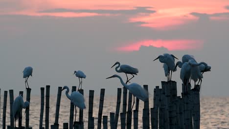 the great egret, also known as the common egret or the large egret