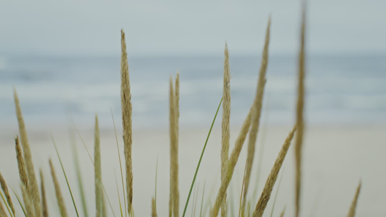 Beach grass on a sandy shore