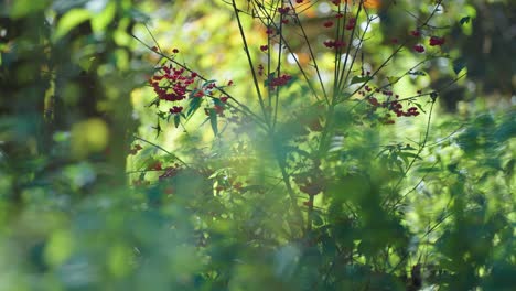 a leafless bush with red berries in the dense forest undergrowth