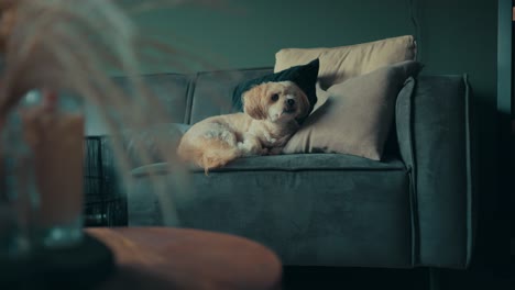 Shih-Tzu-Boomer-Hund,-Der-Auf-Dem-Sofa-Liegt,-Schaut-Nach-Oben