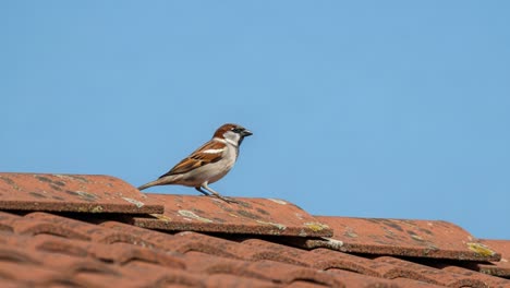 a charming sparrow perched gracefully on a rustic roof under a bright blue sky in elegant natural habitat