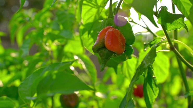 Peperoncino Trinidad Scorpion che matura sulla pianta accarezzato da una brezza estiva.