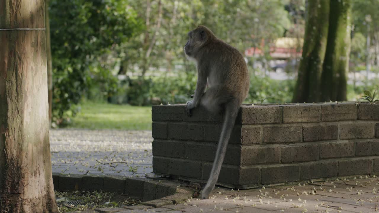 un mono salvaje se sienta en una pared de ladrillo en un exuberante parque de singapur rodeado de vegetación y naturaleza