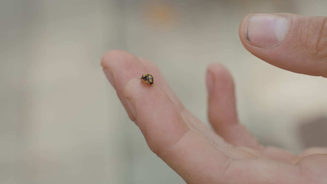 fingrar håller nyckelpiga redo att släppas. man knuffar försiktigt den lilla prickiga skalbaggen från nageln till fingertoppen med en subtil rörelse, grunt skärpedjup, mjuka huddetaljer, utomhusbeläggning i bakgrunden, lekfullt
