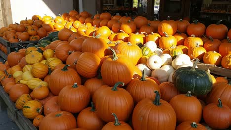 a vibrant display of varied pumpkins in a rustic market setting, showcasing their bright orange hues and unique shapes against a sunlit background