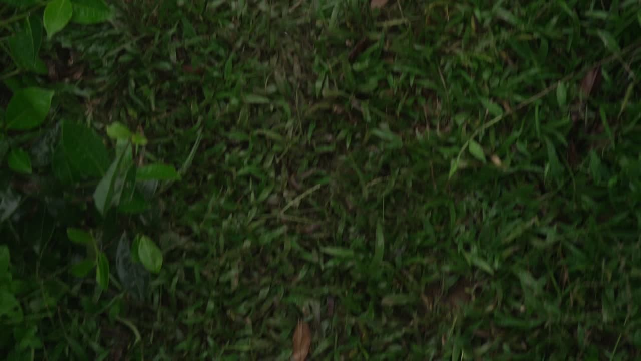 Walking grass view of feet POV thong sandals leather material up-close